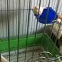 كناري للبيع