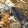 6معزاء يتبعه12بهم
