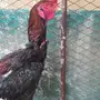 ديوك باكستانيه