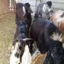 تيوس طيبه 