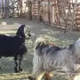 تيس وجفره 