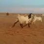 جفرات هولنديه