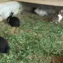 ارانب للبيع نظيفه خاليه من الامراض 