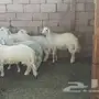طليان سمان وجبره 