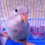 للبيع روز توه مفطووم