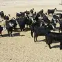 ماعز لبيع بالكاش 