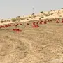 بصل 2000 كيس 