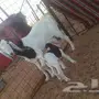 عنز  معها تيس
