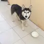 كلب هاسكي للبيع 