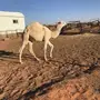 بكرة مفرودة