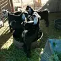 بهم تيوس وحفار