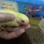 فرخين غر للبيع