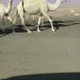معشر وضحى كفوو