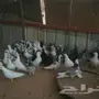 حمام  عشة حمام للبيع  