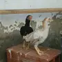فارسي قزم كوشامو 