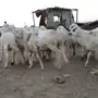 جده حي بريمان بجوار الدفاع الجوي 