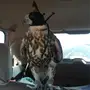 تيماء. محفضت تبوك. 