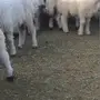 هرافي نعيم طيبه للبيع 