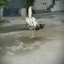 ديك فارسي حجازي 