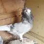 ذكر بلجيكي 
