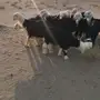 طليان نجد جذعان.  طيبه 