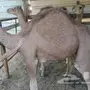 ثلاث قعدان 10.9.7. شهور 