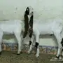 تيس و جفرة حجازي خصم 