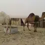 للبيع البكره الوضحاء