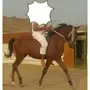 حصان   كففو