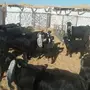 للبيع معزاء ولد العدد عشر على واحد