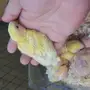 فروخ روز للبيع 