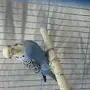 طير بادجي