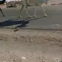 معشر وضحى كفوو