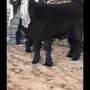 حائل - بنت الهايل ولد البارز