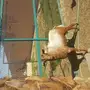 تيس فحل جنوبي للبيع