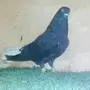 حمام شامي ريحاني وانثه نوري اسود