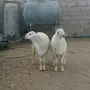 طليان سمان وجبره