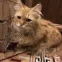 قطه شيرازي انثى