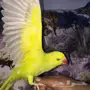 دره هولندي حمامه 