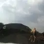 بعير مشروط من عيوب الفحل  