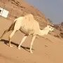 لقحه وضحاء 