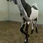 تيس و جفرة خصم 