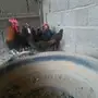 15 دجاج 