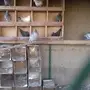 حمام زاجل بلدي هندي