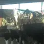 نعجه نجديه ولد طيبه للبيع