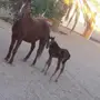 للبيع فرس شعبيه معها مهره بالزلفي
