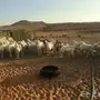 غنم حريات للبيع عددها 36 