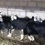 رخال نجد للبيع 