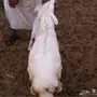 رخل ذبيحه