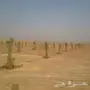نخيل. جثايث. فسائل جميع الأنواع 